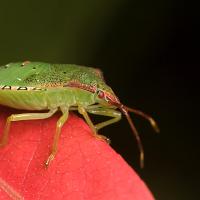 Shieldbug 1 